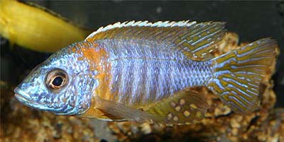 Aulonocara korneliae